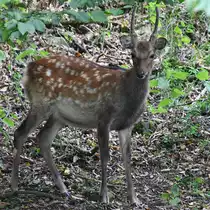 Ein Damhirsch Ende August 2019 im Wildpark Rosegg.