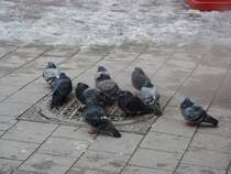 Hamburg´s Tauben wissen sich zu helfen. Sie nehmen Platz auf einen Warmen Deckel aus dem Heier Dampf kommt und die Tauben wrmt was sie sichtlich genieen.