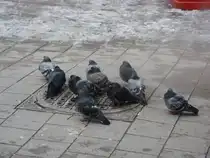 Hamburg´s Tauben wissen sich zu helfen. Sie nehmen Platz auf einen Warmen Deckel aus dem Hei�er Dampf kommt und die Tauben w�rmt was sie sichtlich genie�en.