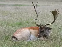 Ein m�der Damhirsch Ende August 2019 im Wildpark Rosegg.