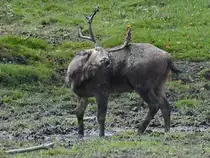 Ein Milu Ende August 2019 im Wildpark Rosegg.