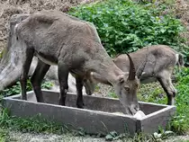 Steinb�cke Ende August 2019 im Wildpark Rosegg.