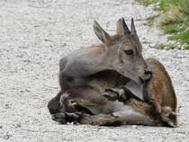 Ein junger Steinbock Ende August 2019 im Wildpark Rosegg.