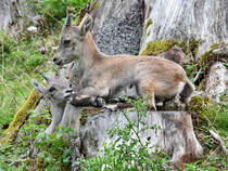 Bewunderung fr das Geschwisterchen bei den Steinbcken, so gesehen Ende August 2019 im Wildpark Rosegg.