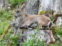 Bewunderung f�r das Geschwisterchen bei den Steinb�cken, so gesehen Ende August 2019 im Wildpark Rosegg.
