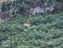 Ein Damhirsch Ende August 2019 im Wildpark Rosegg.