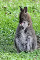 Ein junges Wallaby bei der Fellpflege. (Wildpark Rosegg, August 2019)