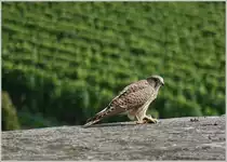 Die Beute - eine Maus - fest in der Kralle beobachtet der Turmfalke vor dem Verzehr seine Umgebung.
(18.09.2019, gesehen in der Nähe von Meersburg/Bodensee ) 