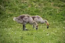 Kanadagansk�ken synchron beim Fressen in York am 24.06.2014. 