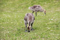 Kken der Kanadagans beim Fressen unterhalb des Clifford´s Tower in York am 24.06.2014. 