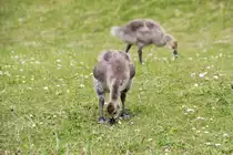 K�ken der Kanadagans beim Fressen unterhalb des Clifford´s Tower in York am 24.06.2014. 
