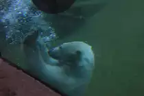 Spielender Eisb�r am 23.04.2016 im Tiergarten N�rnberg. 