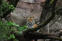 Sibirischer Tiger am 23.04.2016 im Tiergarten N�rnberg. 