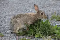 Durch das Leben in der Gro�stadt an Menschen (vielleicht auch nur solche mit Kamera) gew�hnt zutraulich geworden: Kaninchen am 18.07.2015 in Stockholm auf der Insel L�ngholmen.  