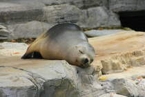 Mhnenrobbe bei der Siesta am 02.09.2015 im Tiergarten Schnbrunn in Wien. 