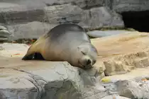 M�hnenrobbe bei der Siesta am 02.09.2015 im Tiergarten Sch�nbrunn in Wien. 