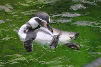 Humboldtpinguin bei der Gefiederpflege am 02.09.2015 im Tiergarten Schnbrunn in Wien. 