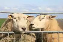 Zwei sehr zutrauliche und entspannte Schafe auf der Hallig S�dfall am 20.09.2016. 