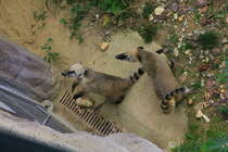 Was ist wohl hinter dieser Tr? Leckeres Futter? Zwei neugierige Nasenbren am 02.09.2015 im Tiergarten Schnbrunn in Wien. 