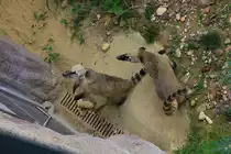 Was ist wohl hinter dieser T�r? Leckeres Futter? Zwei neugierige Nasenb�ren am 02.09.2015 im Tiergarten Sch�nbrunn in Wien. 