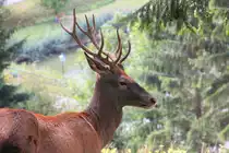 Junger Rothirsch am 04.09.2015 im Naturpark Schwarzau im Gebirge. 