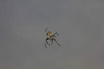 Kreuzspinne bei Arbeiten an ihrem Netz am 03.09.2015. 