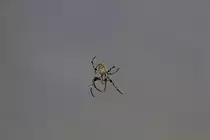 Kreuzspinne bei Arbeiten an ihrem Netz am 03.09.2015. 