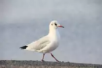 Spazierende Lachm�we am Eidersperrwerk bei T�nning am 22.09.2016. 