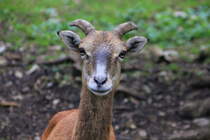 Mufflonkalb am 04.09.2015 im Naturpark Schwarzau im Gebirge. 