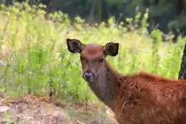 Rothirschkalb am 04.09.2015 im Naturpark Schwarzau im Gebirge. 