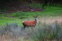 Rothirschkuh im hohen Gras am 04.09.2015 im Naturpark Schwarzau im Gebirge. 