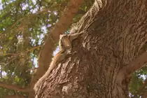 Liebkosende Streifenh�rnchen am 31.10.2011 irgendwo in Jaipur, Indien. 