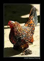 Federf��iges Zwerghuhn (Henne) - Fotografiert im Kaisergarten Oberhausen