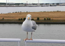  Hat der was zu Essen oder macht der nur ein Bild?  knnte die Silbermwe am 29.06.2014 auf der Rehling der Stena-Line-Fhre gedacht haben. 