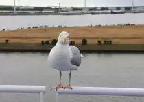  Hat der was zu Essen oder macht der nur ein Bild?  k�nnte die Silberm�we am 29.06.2014 auf der Rehling der Stena-Line-F�hre gedacht haben. 
