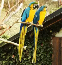 GELBBRUSTARAS IN HERBORN-UCKERSDORF(HESSEN)
Herrliche Beobachtungen sind im Tier- und Vogelpark HERBORN-UCKERSDORF m�glich, hier ein P�rchen
Gelbbrustaras,am 9.4.2018...