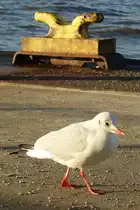 Hamburg am 29.10.2019: M�we auf dem F�hranleger Bubendeyufer /