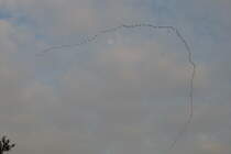 Zugvgel beim Sammeln am 21.10.2019 ber Hamburg-Billstedt /