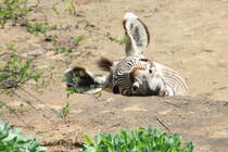 Neugierig schaut das Zebra ber die Mauer im Gehege. Wilhelma in Stuttgart am 01.05.2019. 