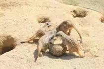 K�mpfende bzw. spielende Erdm�nnchen in der Stuttgarter Wilhelma am 01.05.2019. 