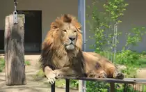 Wachsam schaut der L�we am 01.05.2019 in der Stuttgarter Wilhelma. 