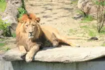 Ausruhendes L�wen-M�nnchen von der Seite am 01.05.2019 in der Stuttgarter Wilhelma. 