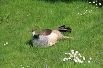 Pfauendame whrend beim Ausruhen zwischen Gras und Gnseblmchen am 01.05.2019 in der Stuttgarter Wilhelma.  