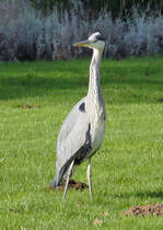 Graureiher auf einer Wiese am Ahrufer in Bad Neuenahr - 10.11.2019