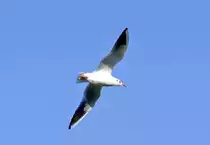 M�we beim Flug �ber dem Rhein in Remagen - 13.10.2019