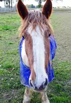  Was glotzt denn so  - Pferd auf Weide bei Euskirchen - 29.10.2019