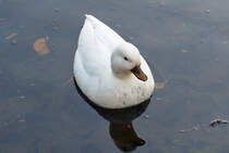 Weie Stockente im Teich am Schlo Gracht in Erftstadt-Liblar - 19.12.2019