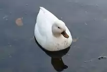 Wei�e Stockente im Teich am Schlo� Gracht in Erftstadt-Liblar - 19.12.2019