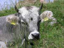 Allguer Braunvieh nahe Hirschalpe bei Oberjoch (Landkreis Oberallgu - Juli 2006)