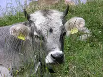 Allg�uer Braunvieh nahe Hirschalpe bei Oberjoch (Landkreis Oberallg�u - Juli 2006)